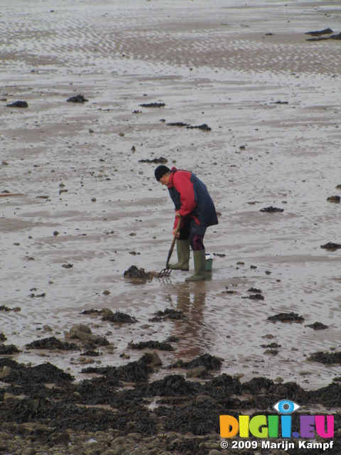 SX09962 Man digging for bait on The Mumbles beach